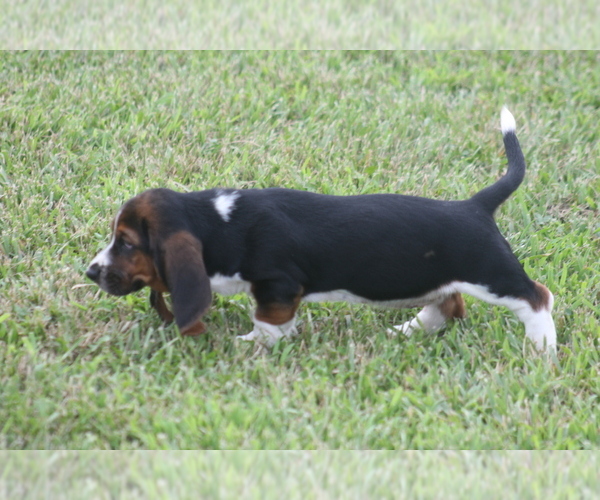 Medium Photo #11 Basset Hound Puppy For Sale in MEMPHIS, MO, USA