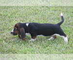 Small #10 Basset Hound