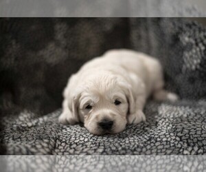 English Cream Golden Retriever Puppy for sale in BEND, OR, USA
