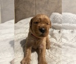 Puppy Pink collar Golden Retriever