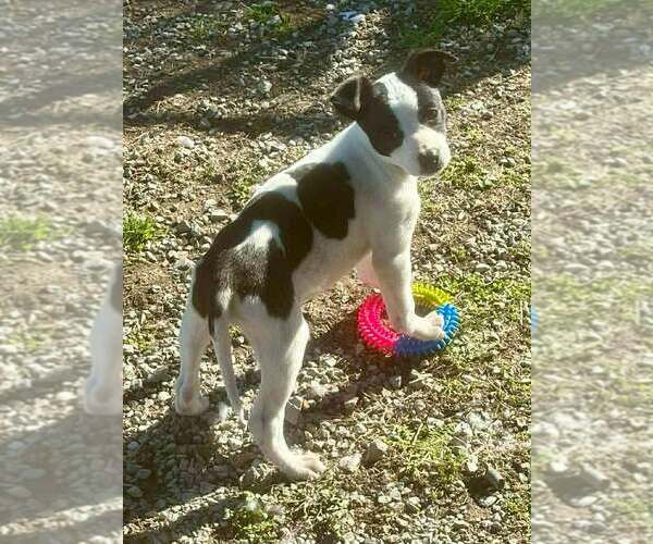 Medium Photo #3 Mutt Puppy For Sale in Abbeville, LA, USA