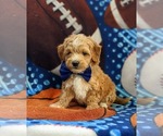 Small Photo #2 Maltese-Poodle (Toy) Mix Puppy For Sale in LEOLA, PA, USA