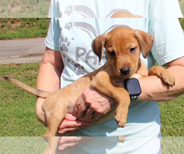 Medium Photo #3 Retriever -Unknown Mix Puppy For Sale in Prattville, AL, USA