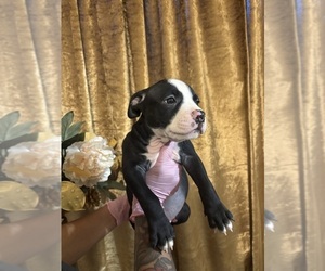 Medium American Bully