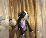 Puppy Puppy 4 American Bully