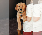 Puppy Green Golden Retriever