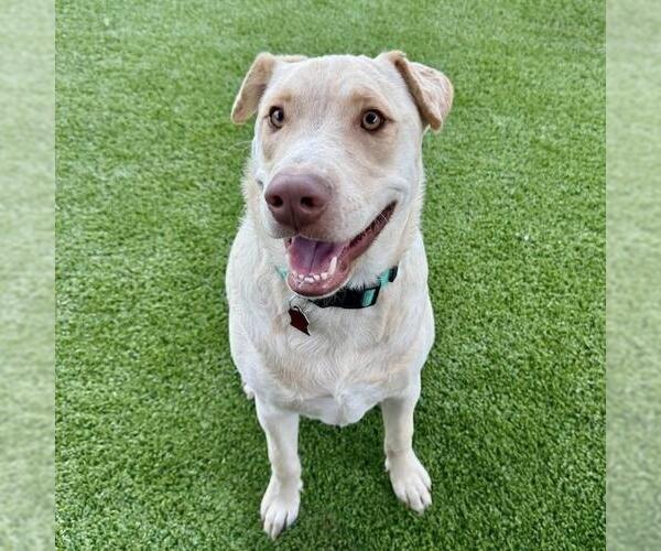 Medium Photo #8 Labrador Retriever-Unknown Mix Puppy For Sale in San Diego, CA, USA