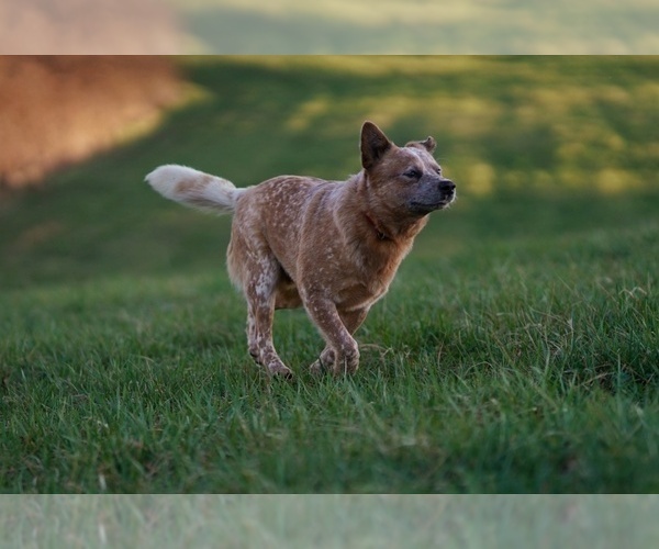 Medium Photo #1 Australian Cattle Dog Puppy For Sale in PILOT, VA, USA