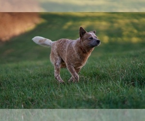 Father of the Australian Cattle Dog puppies born on 02/28/2022