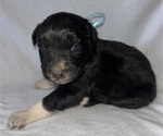 Small Photo #4 Australian Shepherd Puppy For Sale in CHIMAYO, NM, USA