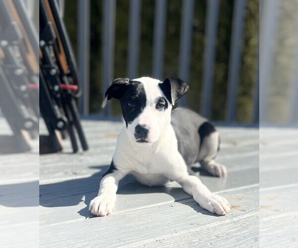 Medium Photo #9 Labrador Retriever-Unknown Mix Puppy For Sale in Brewster, NY, USA