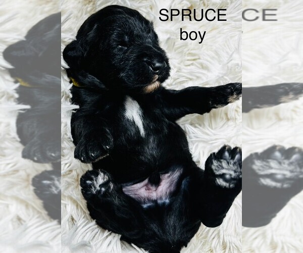 Medium Photo #25 Sheepadoodle Puppy For Sale in BUFFALO, MN, USA