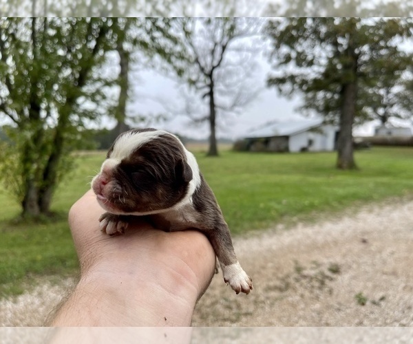 Medium Photo #2 Olde English Bulldogge Puppy For Sale in FALCON, MO, USA