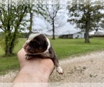 Small Photo #2 Olde English Bulldogge Puppy For Sale in FALCON, MO, USA
