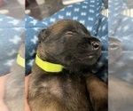 Small Photo #172 Belgian Malinois Puppy For Sale in REESEVILLE, WI, USA