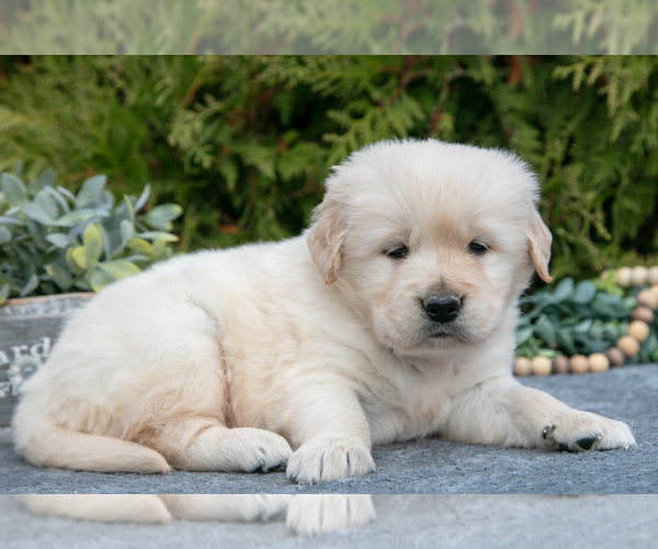 Medium Photo #1 English Cream Golden Retriever Puppy For Sale in ROCHESTER, IN, USA