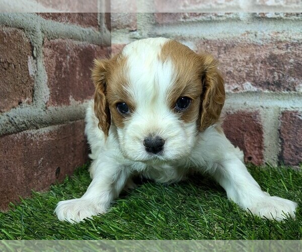 Medium Photo #6 Cavalier King Charles Spaniel Puppy For Sale in MOBERLY, MO, USA
