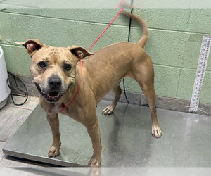 American Staffordshire Terrier-Unknown Mix Dogs for adoption in Grand Prairie, TX, USA
