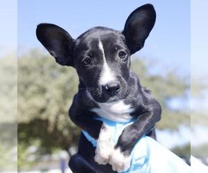 Mutt Dogs for adoption in San Antonio, TX, USA