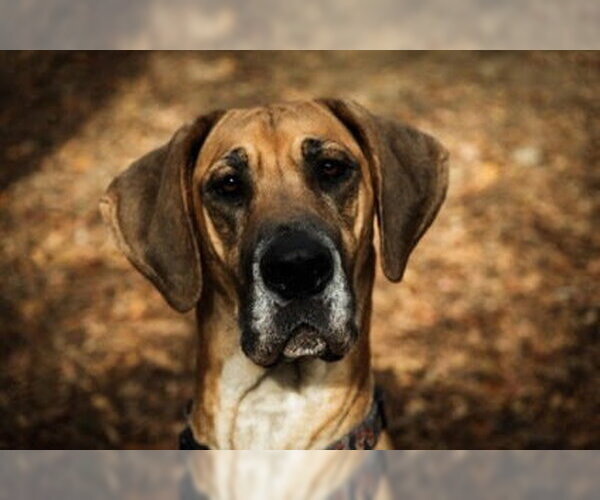 Medium Photo #1 Great Dane Puppy For Sale in Brooklyn, NY, USA