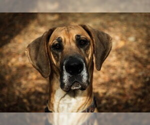 Great Dane Dogs for adoption in Brooklyn, NY, USA