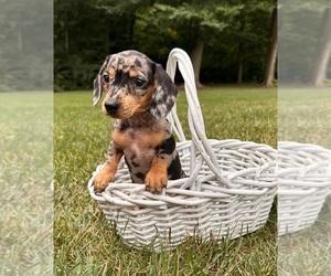 Dachshund Puppy for sale in MIDDLEBURY, IN, USA