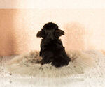 Small Photo #5 Morkie Puppy For Sale in NAPPANEE, IN, USA