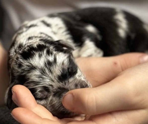 Medium Photo #3 Goldendoodle Puppy For Sale in EXETER, RI, USA