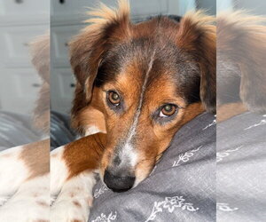 Australian Shepherd Dogs for adoption in Oakhurst, NJ, USA