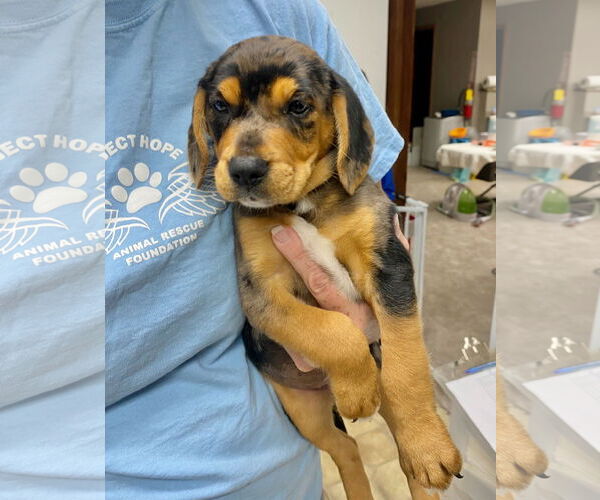 Medium Photo #2 Catahoula Leopard Dog-Labrador Retriever Mix Puppy For Sale in GILBERTS, IL, USA