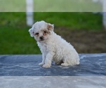 Small #4 Poodle (Toy)