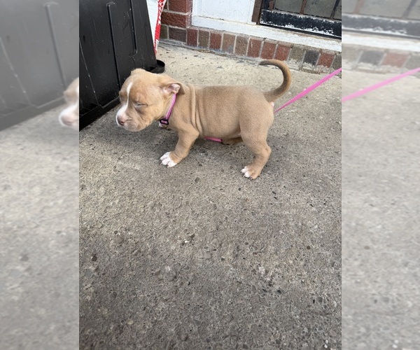 Medium Photo #5 American Bully Puppy For Sale in BUFFALO, NY, USA