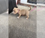 Small #4 American Bully