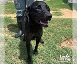 Small #2 Labrador Retriever Mix