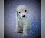 Small Photo #19 Goldendoodle Puppy For Sale in CHEYENNE, WY, USA