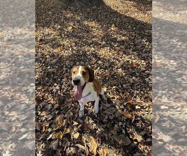 Medium Photo #1 Mutt Puppy For Sale in Osgood, IN, USA