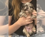 Puppy Potter French Bulldog