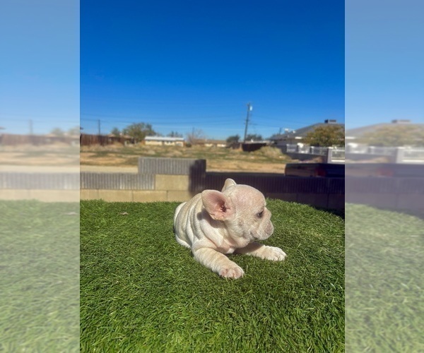 Medium Photo #15 French Bulldog Puppy For Sale in MIAMI BEACH, FL, USA