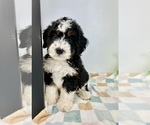 Small #1 Miniature Bernedoodle