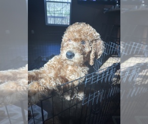 Goldendoodle Puppy for sale in ELIZABETH, PA, USA