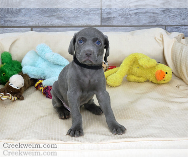 Medium Photo #1 Weimaraner Puppy For Sale in OGDEN, UT, USA