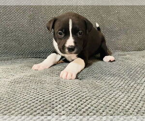 Levi - Male Labrador Retriever-Unknown Mix Dog for Adoption - Photo #3