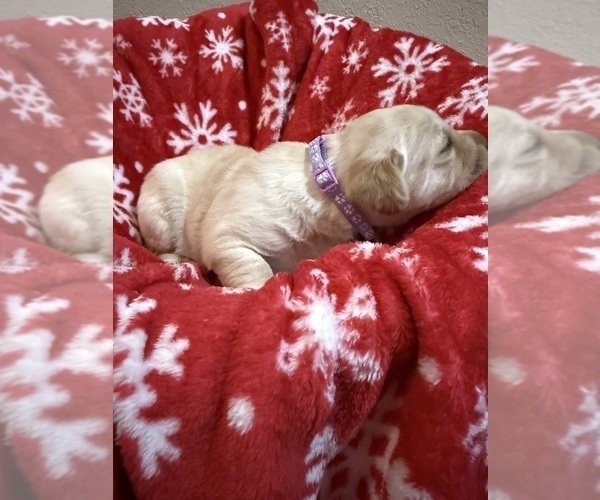 Medium Photo #13 Labrador Retriever Puppy For Sale in LELAND, NC, USA