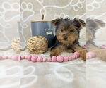 Small #1 Yorkshire Terrier