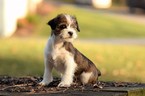 Puppy 3 Jack Russell Terrier-Shih Tzu Mix