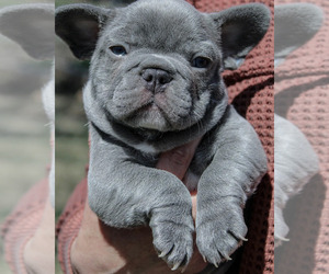 French Bulldog Puppy for sale in CO BLUFFS, IA, USA