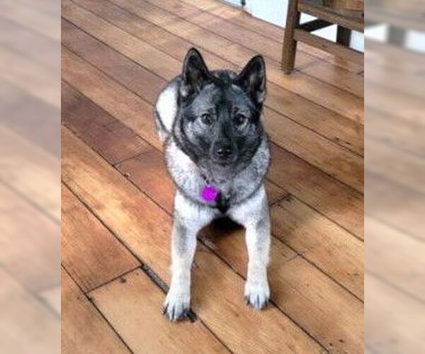 Medium Photo #3 Norwegian Elkhound Puppy For Sale in St. Louis Park, MN, USA