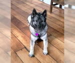 Small #2 Norwegian Elkhound