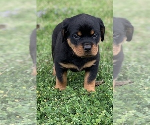 Rottweiler Puppy for sale in MARION, SC, USA