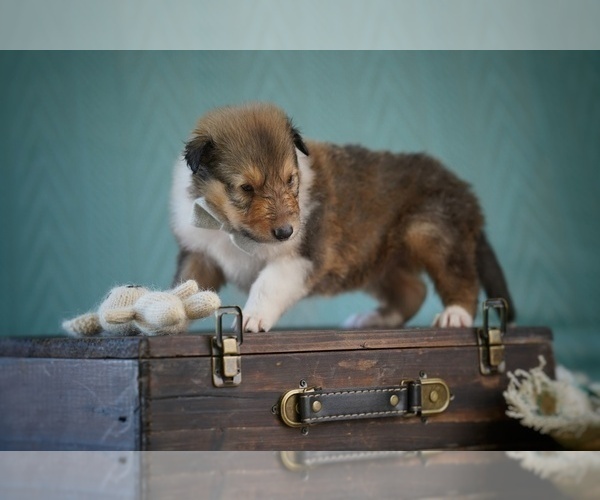 Medium Photo #5 Collie Puppy For Sale in PILOT, VA, USA